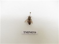 藏品(義大利蜂)的圖片